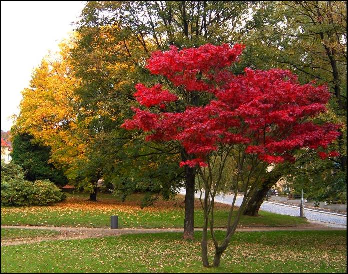 Barvy podzimu v parku