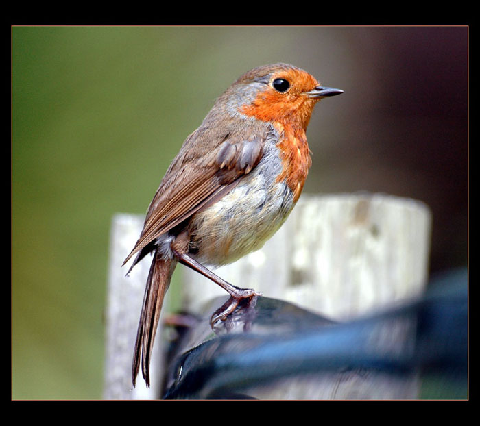 Červenka obecná (Erithacus rubecula)