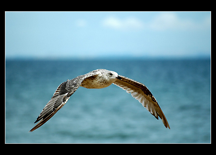 Racek stredomorsky - Larus michahellis