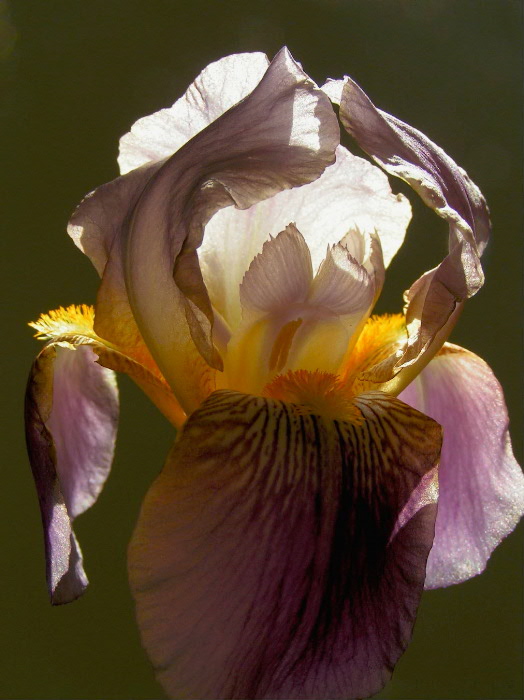 Iris 1