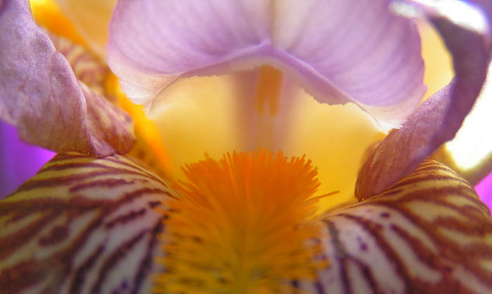 Iris 2