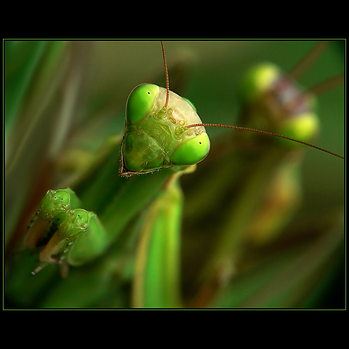 ...tandem...