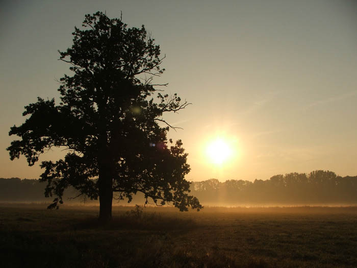 siluetka