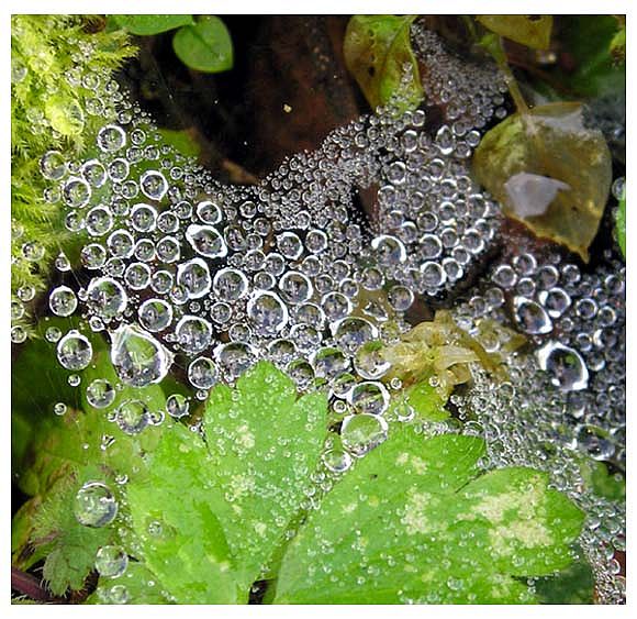 perličky na pavučine