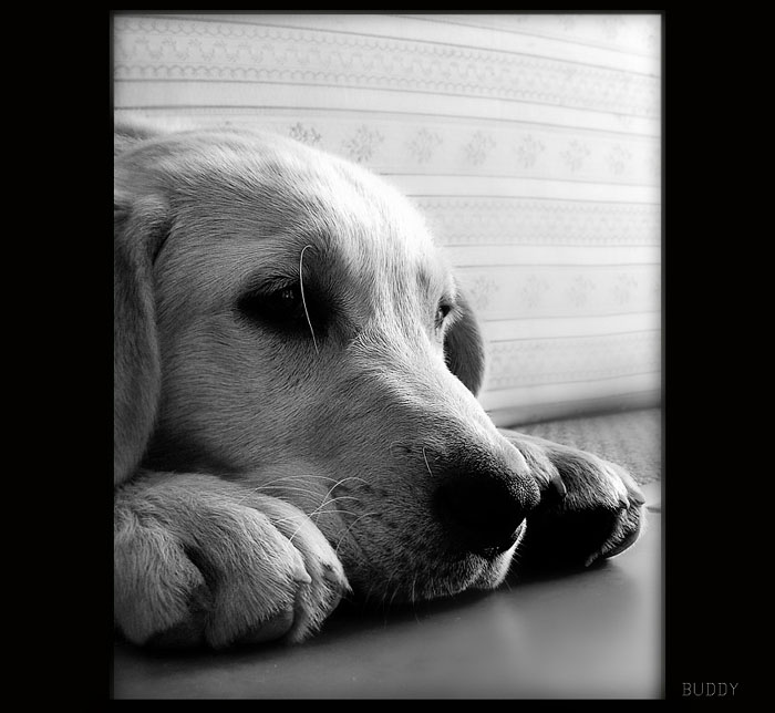 Buddy