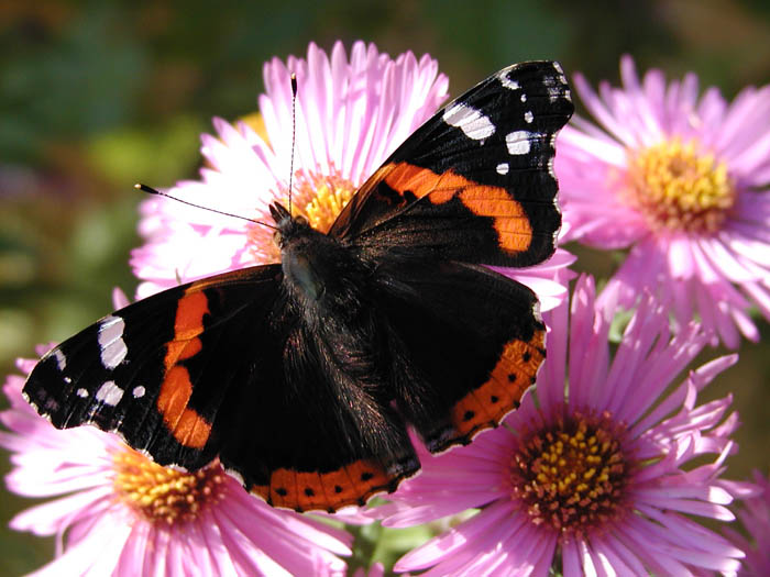 Butterfly..