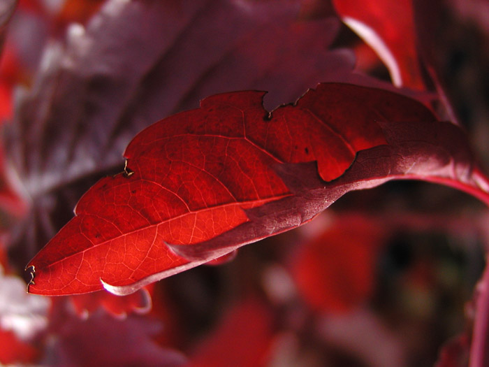 in red..