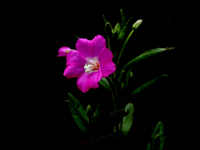 in night..