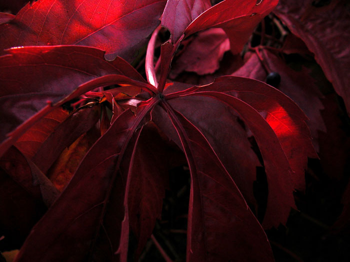 In red II.