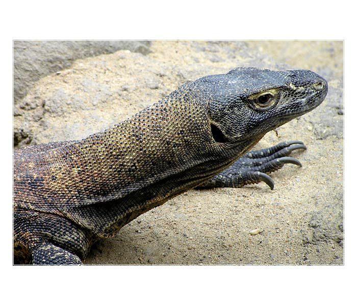 Obrázky ze zoo - Varan