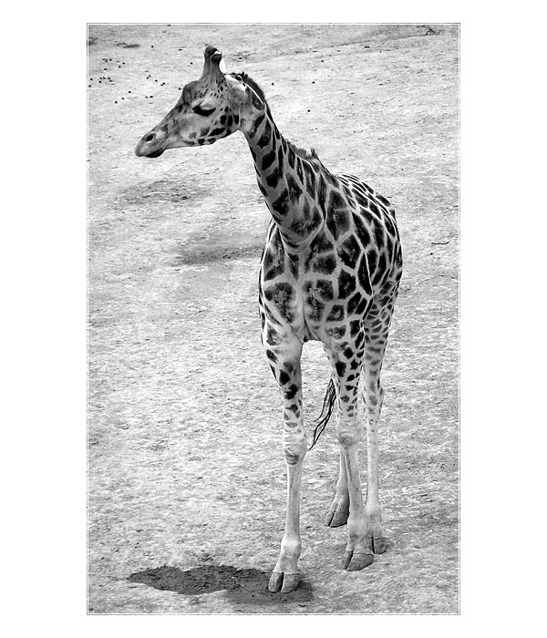 Obrázky ze zoo II - Pučálkovic Amina