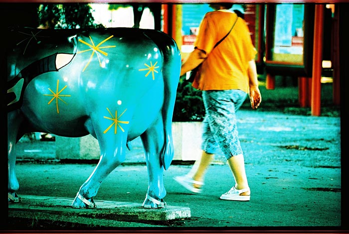 cow & chicken