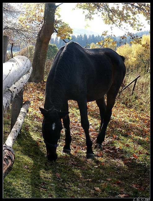 ..Špičanda..
