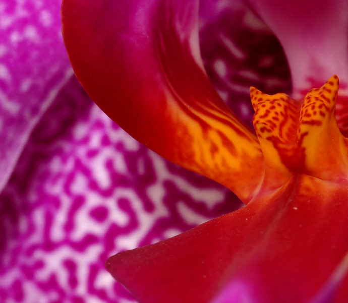 Orchidea