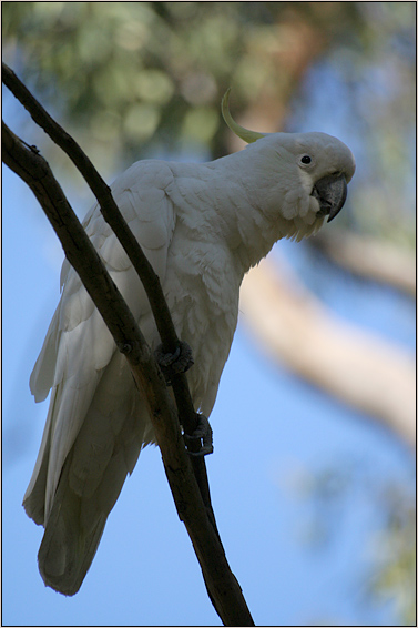 Cockatoo