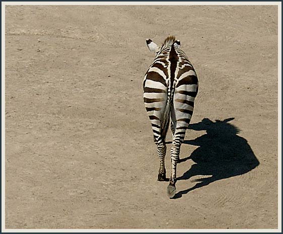 Zebra a stín