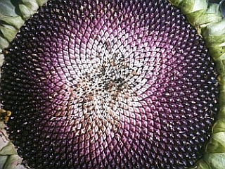 Slunečnicová mandala
