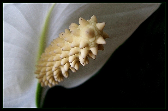 Spathiphyllum