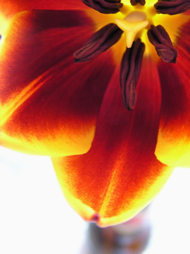-=TULIPÁN =-