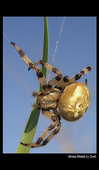 spajdder