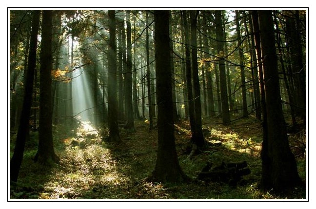 Light in the wood