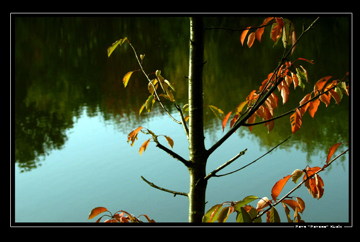 Just a tree...