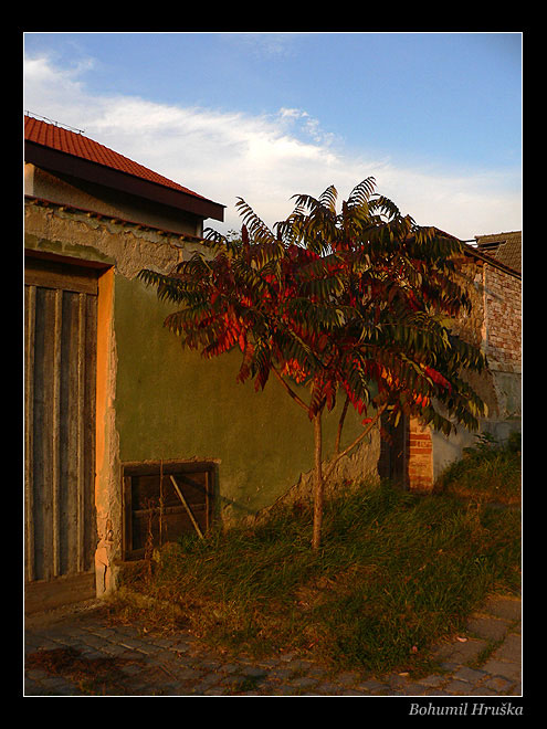 Strom barev