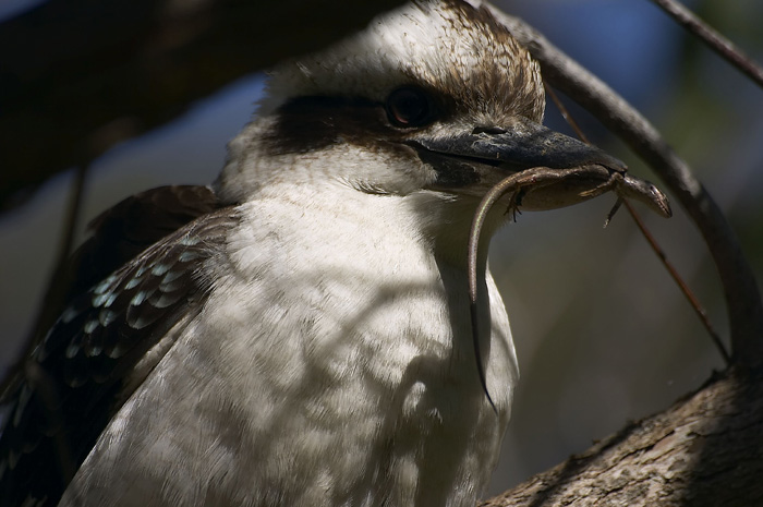 Kookaburra