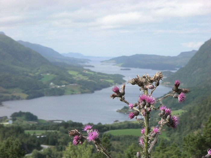 Bodlák s výhledem na fjord