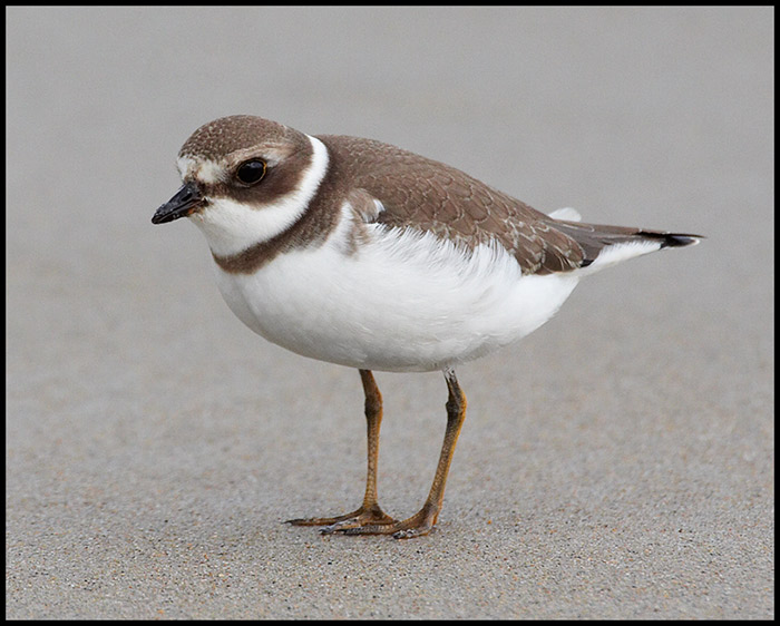 Semipalmated Plover (Charadrius semipalmatus)