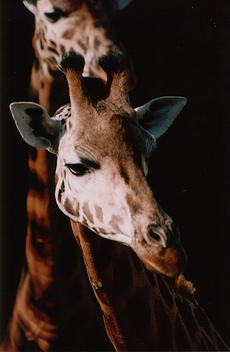 Jedna žirafa za druhou