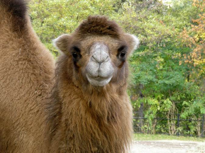 Jsem zabloudil, nevíte kudy do pouště?