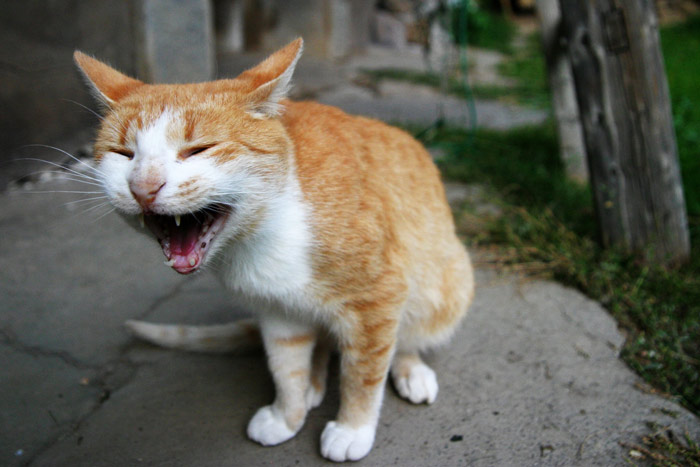 zíív