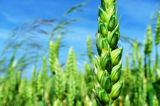 žitko..