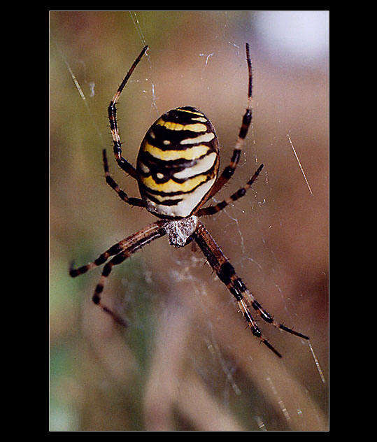 Křižák pruhovaný