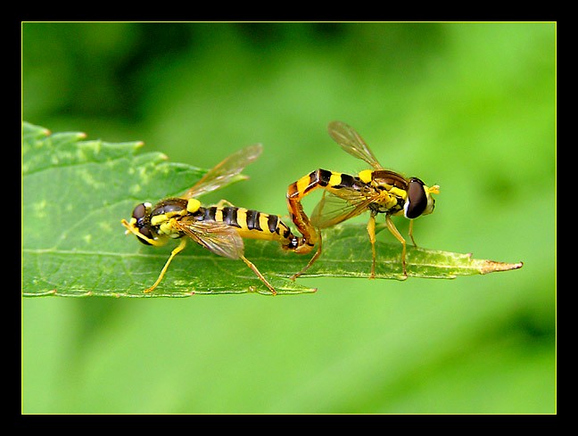Zo života hmyzu-párenie