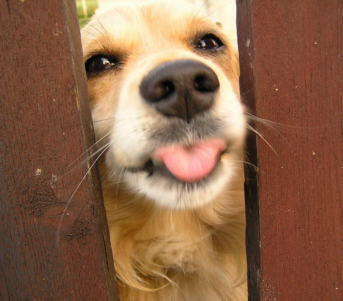 Ahoooj!