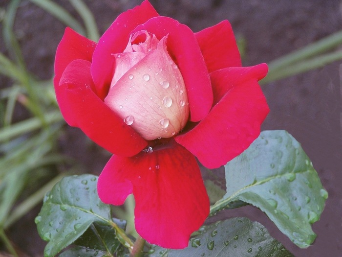 ranní rosa