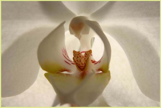 Orchidea