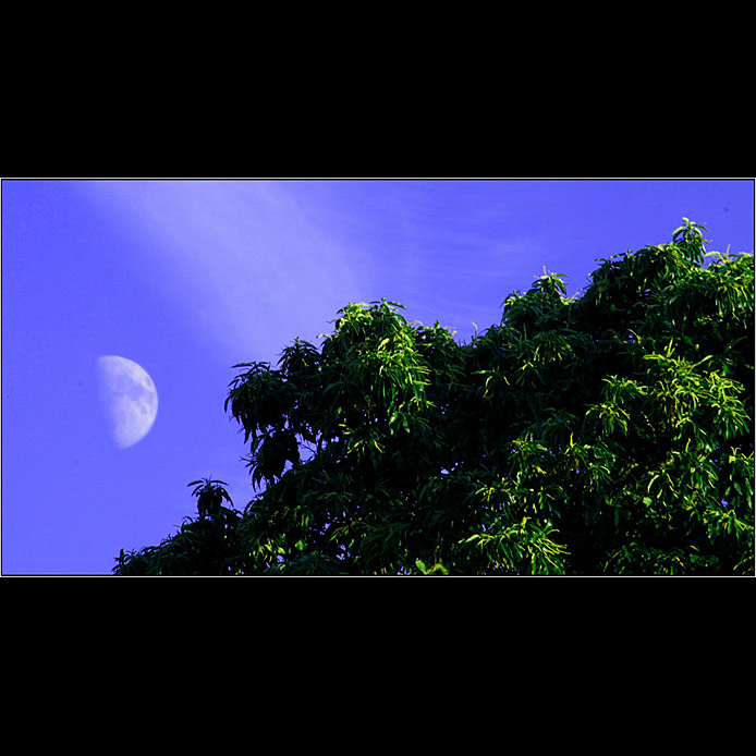 Moon Tree