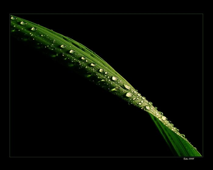 Rainy night