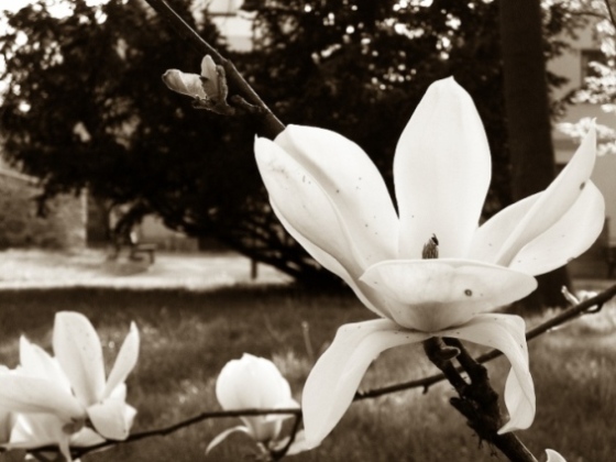 magnolie