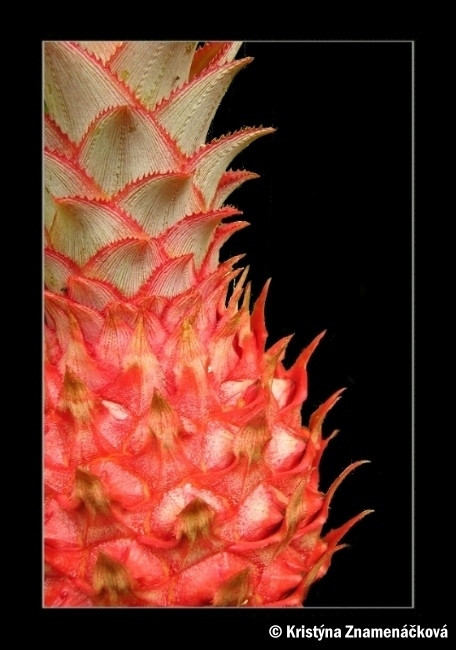 Ananas