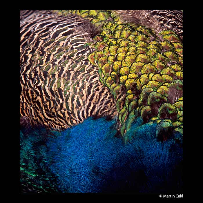 Mírná obstrakce v mezích zákona..