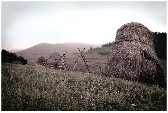 Orava