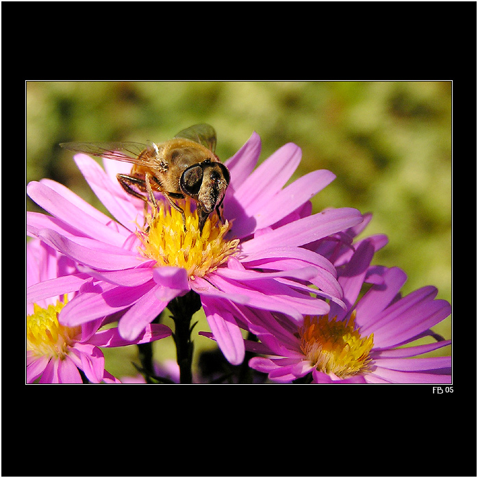 *** pestřenka na 1000 způsobů ***