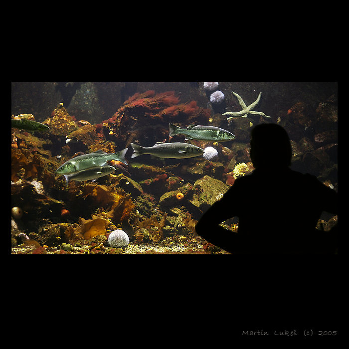 <b>undersea</b>
