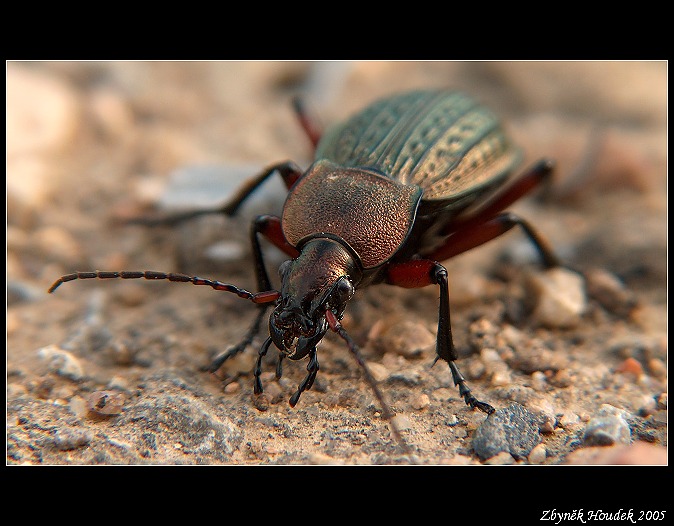 ... prostě brouk ...