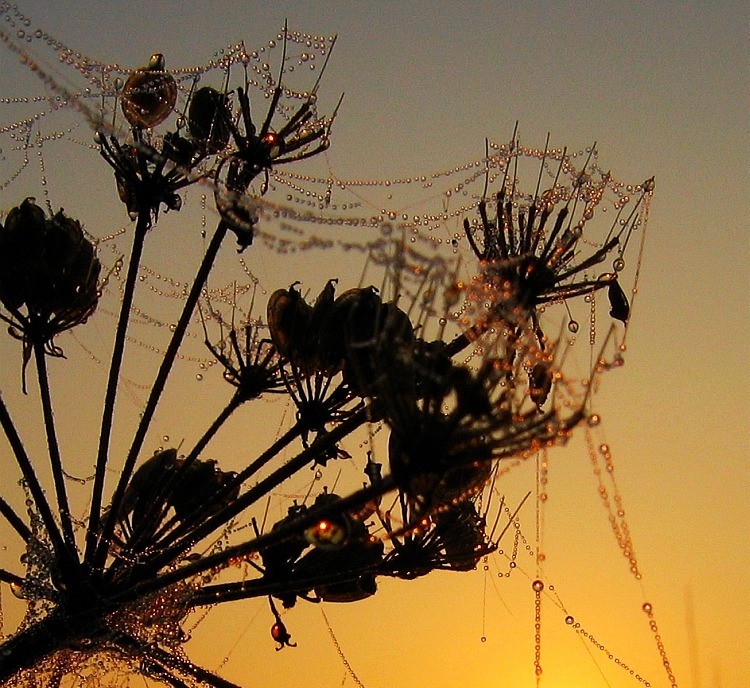 Marnivé podzimní jitro