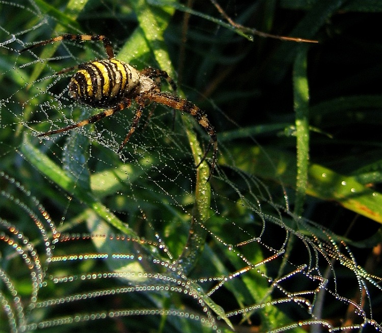 Ranní koupel na duhové síti